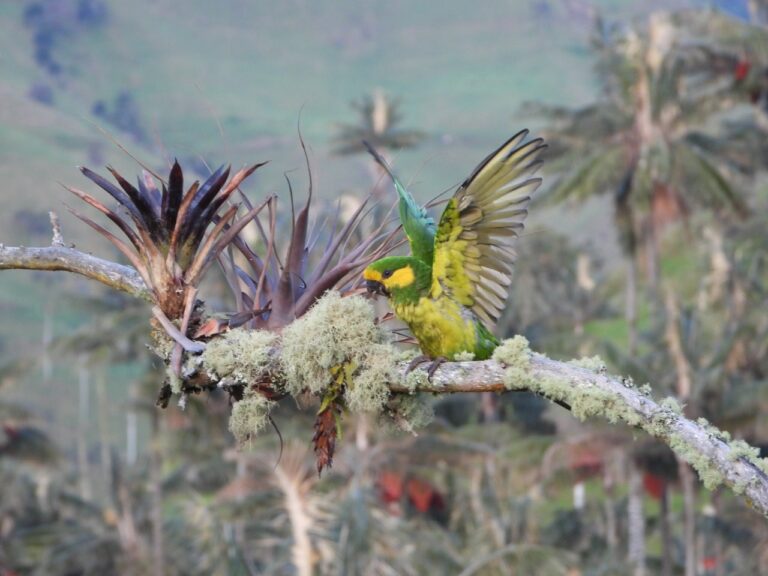 Read more about the article Yellow-eared Parrot Route