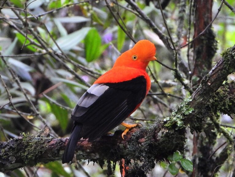 Read more about the article Endemic Birds