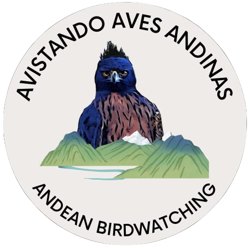 Avistando Aves Andinas – Birdwatching Tours
