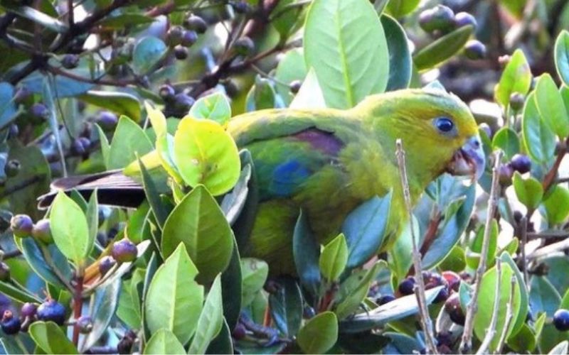 Endemic bird species Indigo-winged Parrot (aka Fuertes’s Parrot)
